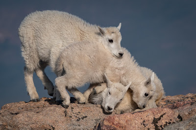 Mountain Goats, Mount Evans