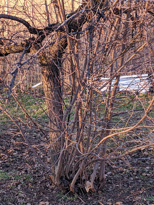 Pruning Suckers