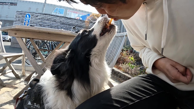 保護犬 ボーダーコリー トーマ カインズ幕張店 コナズ珈琲幕張