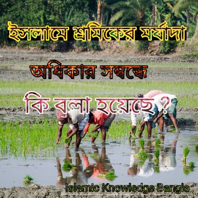 ইসলামে শ্রমিকের মর্যাদা ও অধিকার।Dignity rights of workers.