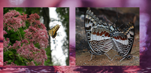 butterfly identification chart, butterfly korea, butterfly images,types of butterfly,btterfly insects.