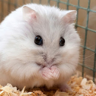 7 Tips Memelihara Hamster Hamil