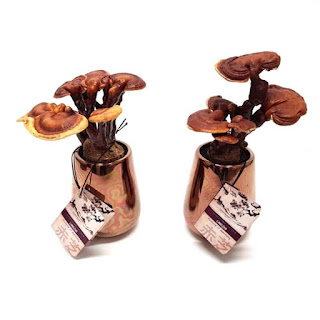 Ganoderma Mushroom Products in Funafuti province.