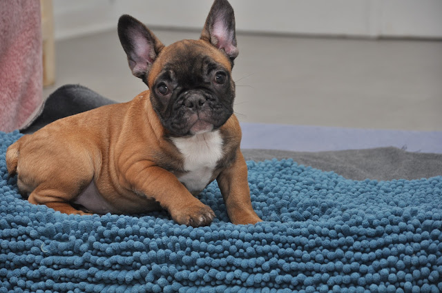 chiot bouledogue francais ile de france