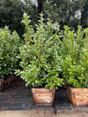 English Laurel