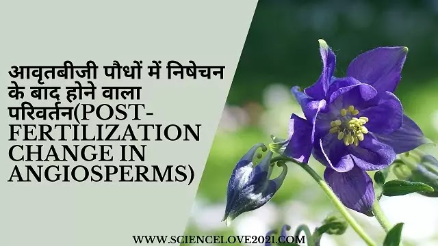 आवृतबीजी पौधों में निषेचन के बाद होने वाला परिवर्तन(post-fertilization change in angiosperms)|hindi