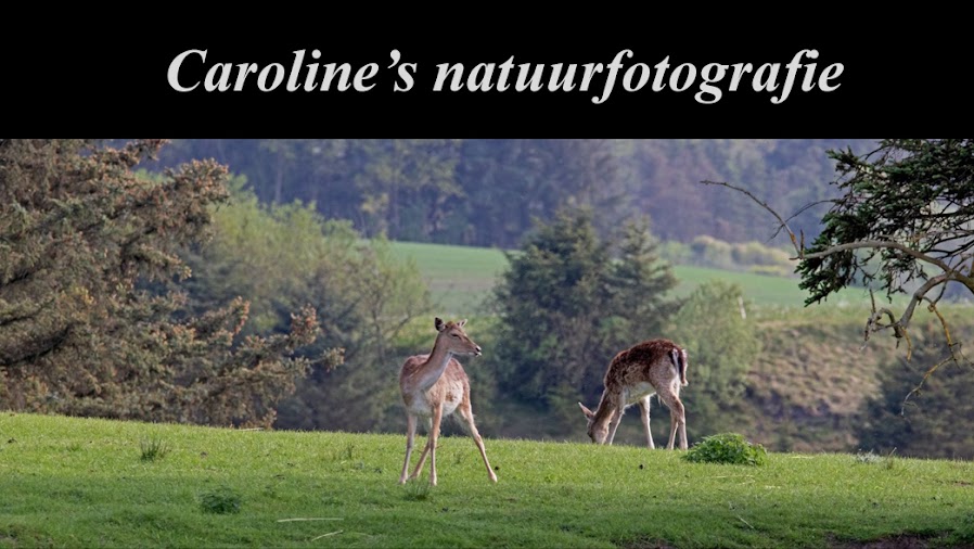 Caroline's natuurfotografie 