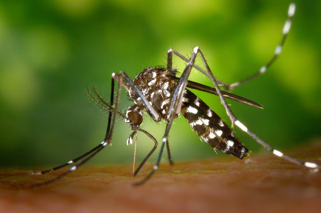 Комар Aedes albopictus
