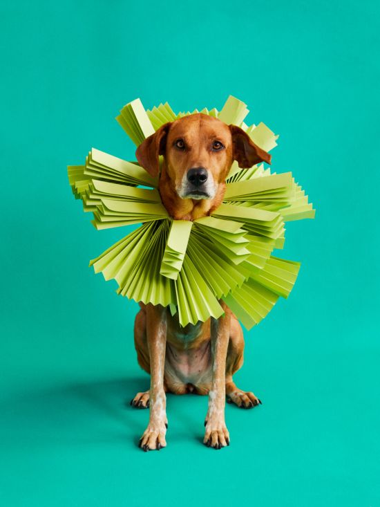 Winnie Au arte fotografia animais estimação divertidos cone vergonha cachorros cães fofos