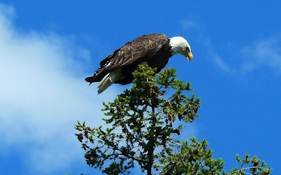 Eagles in dreams biblical meanings