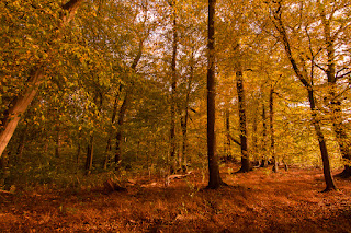 Naturfotografie Herbstfarben Olaf Kerber