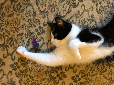 Cat stretching on rug