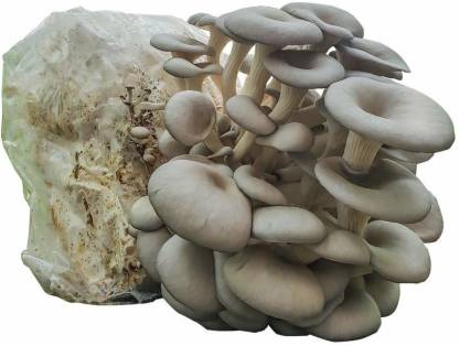 Where to buy mushroom spawn online? | Mushroom seeds | Biobritte mushrooms