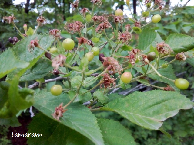 Вишня Максимовича / Черёмуха Максимовича (Cerasus maximowiczii, =Prunus maximowiczii, =Padus maximowiczii)