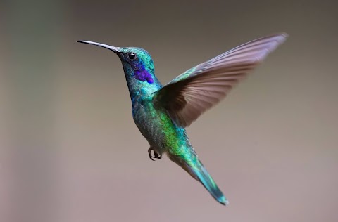 Humming Bird Flying