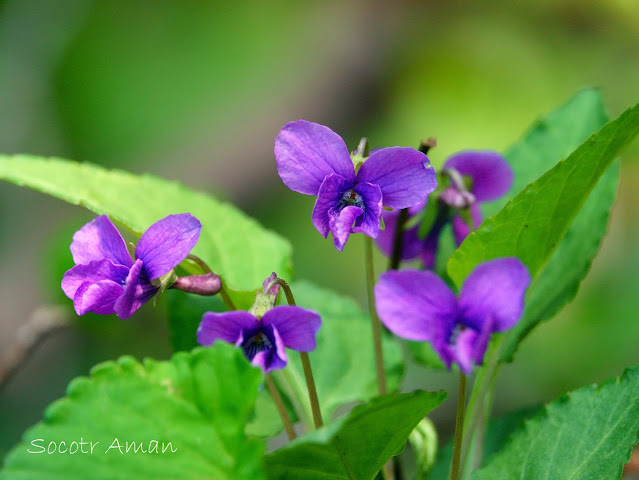 Viola phalacrocarpa