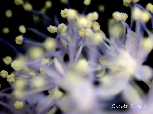 Hydrangea hirta