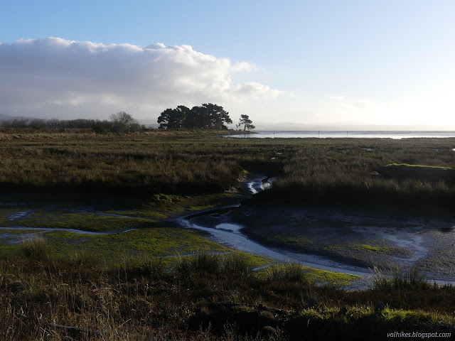 12: island of trees in the distance