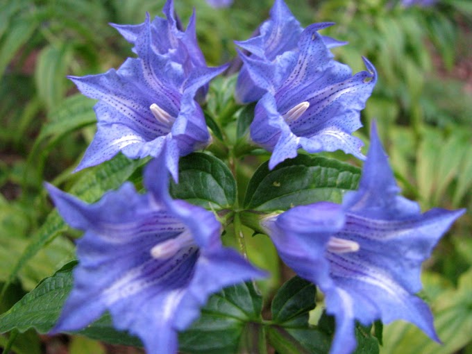 Cvijeće Gentiana (Gorčica) simbolizira strast