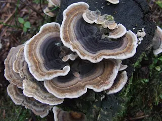 Key Active Constituents of Trametes (Coriolus) versicolor