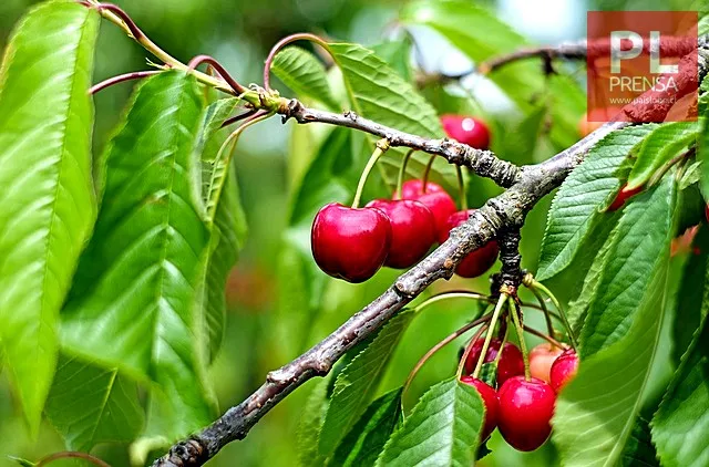 ¿La fiebre de las cerezas? ▶️ARDD Podcast 1076