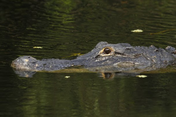 Os jacarés têm as cabeças mais curtas e mais largas do que seus primos crocodilos. Além disso, os jacarés são menos agressivos