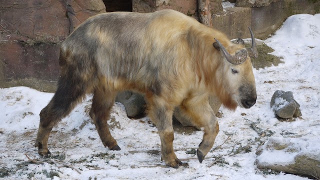 Takin de Sichuan é considerado tesouro nacional na China