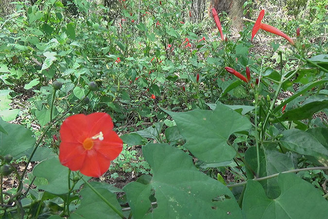 Dlium Scarlet creeper (Ipomoea hederifolia)