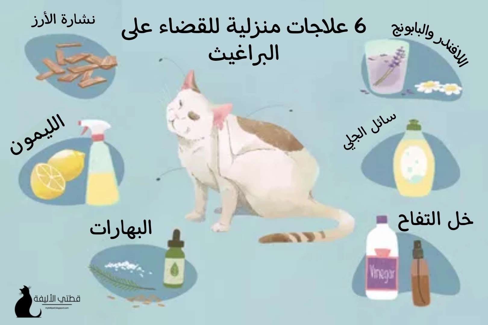 6 علاجات منزلية للبراغيث في القطط