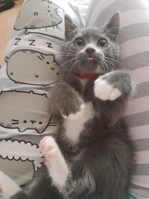 Funny Cats Shows Their Tongue