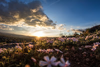 Sunrise over flowers - Photo by Quinsey Sablan on Unsplash