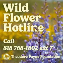 CALL: Wild Flower Hotline