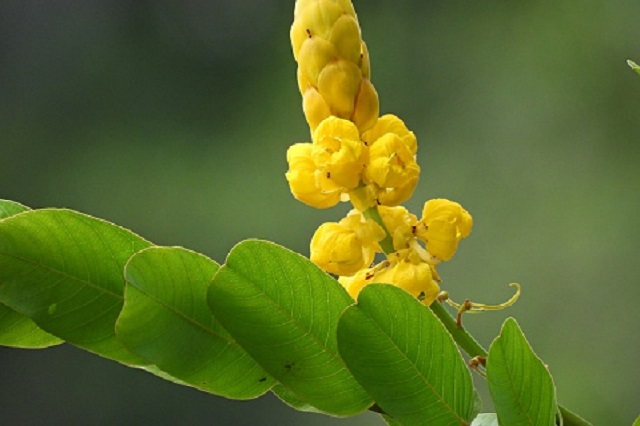 gambar tanaman ketepeng daun kaskado cina
