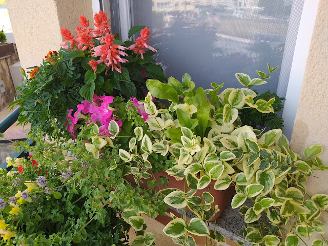 Conjunto de plantas de diversas especies en una jardinera