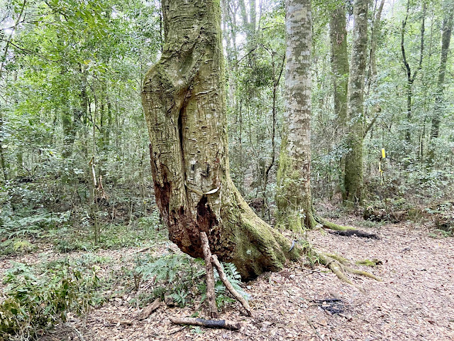 往南東眼山