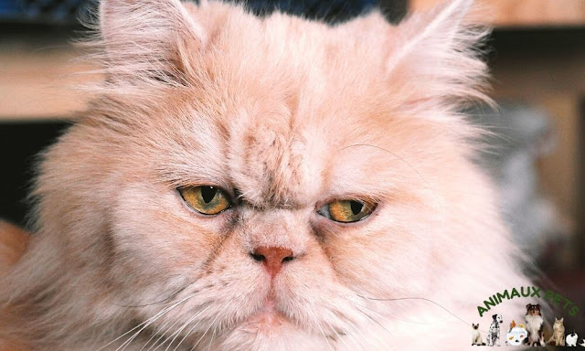 The Persian cat, a superb companion for the whole family