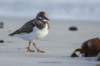 Wildlifefotografie Helgoland Düne Steinwälzer