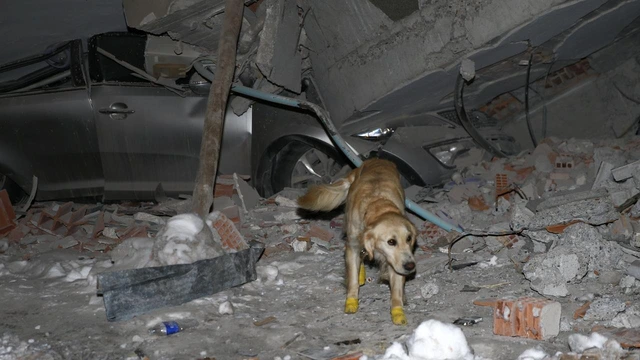 Injured rescue dog is still searching for earthquake victims.