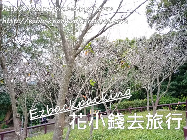 大帽山櫻花2022: 扶輪公園櫻花園