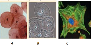 Gambar 1.1. Morfologi sel hewan A. Dengan pengecatan/mikroskop fase kontras, B. Tanpa pengecatan/mikroskop fase kontras, C. Dilihat dengan mikroskop fluorescens. (Wilbur et al. 2005)