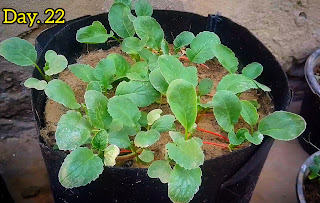 How-to-grow-radishes-from-seed-in-containers
