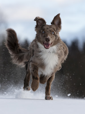 comment dresser son chien pour qu'il revienne