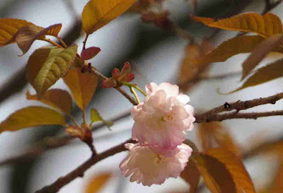 Prunus jamasakura 'Nahohiana'