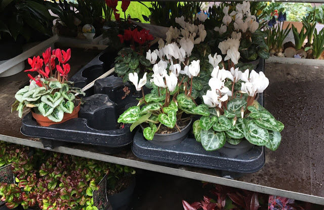 cyclamen op de markt