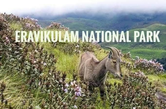 അഭിമാന നേട്ടം; ഇരവികുളത്തെ ഇന്ത്യയിലെ മികച്ച ദേശീയോദ്യാനമായി തിരഞ്ഞെടുത്തു