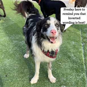 A blue merle border collie with a speech bubble that reads Presley here to remind you that inverted is best.