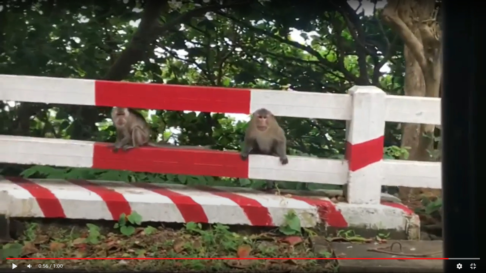 Monkey family has fun in Con Dao island, monkey life is protected and very safe !