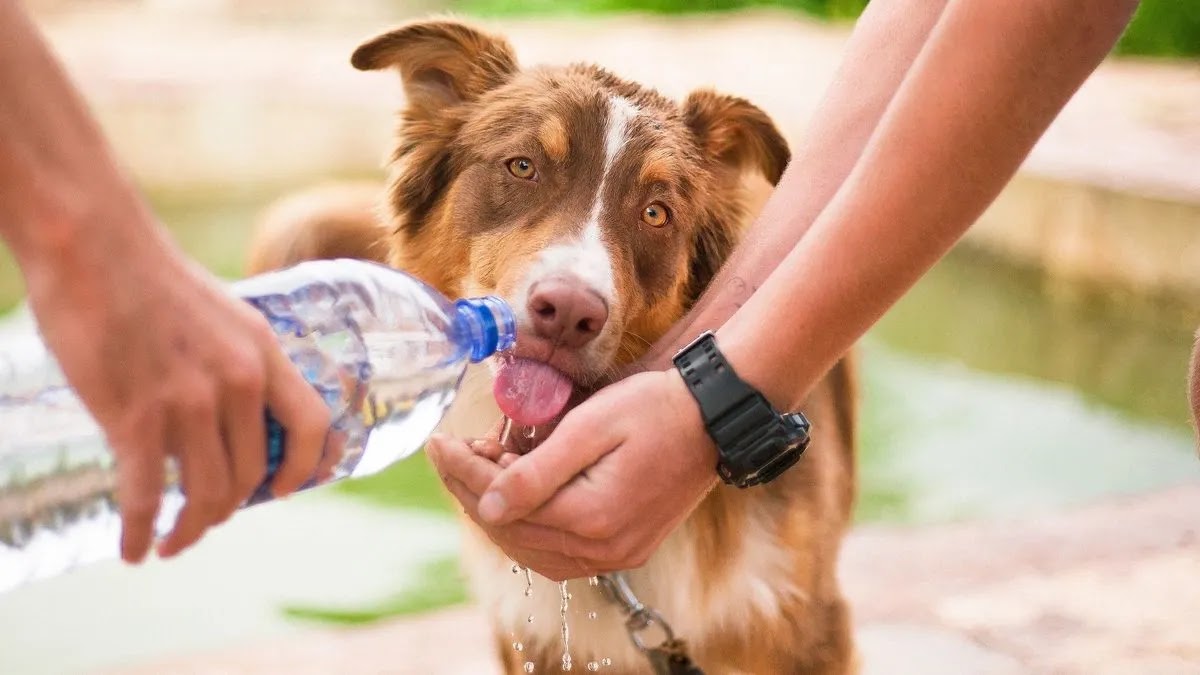 golpe-de-calor-mascotas