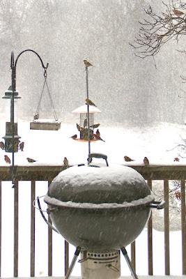 any feeder in a (snow) storm