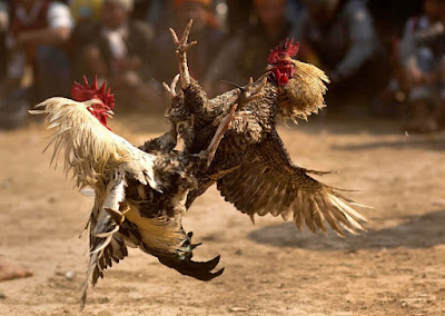 Sabung Ayam Online Sv388 Situs Judi Adu Ayam Terbaik dan Terpercaya